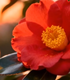 夕阳下盛开的红色山茶花13375#横屏 