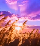 夕阳下随风摇曳的芦苇(5)13344#横屏 