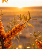 夕阳下沙棘果特写14535#横屏 