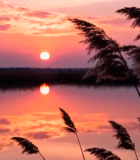 夕阳下湖边摇曳的芦苇6314#横屏 