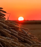 夕阳下麦田麦穗特写5602#横屏 