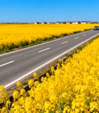 公路旁油菜花田景观13603#横屏 