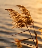 夕阳下湖边摇曳的芦苇(1)7854#横屏 