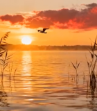 夕阳下湖面飞鸟芦苇风景2427#横屏 