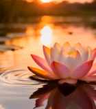 夕阳下湖面绽放的粉色睡莲6572#横屏 