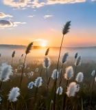 夕阳下芦苇自然风光1640#横屏 