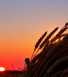 夕阳下麦田麦穗特写素材10977#横屏 