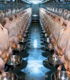 工厂内悬挂的生鸡肉13366#横屏 