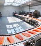 工厂内三文鱼生产线场景1385#横屏 