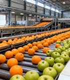 工厂水果流水线输送画面14497#横屏 