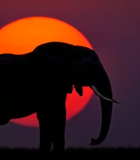 夕阳下大象剪影2854#横屏 