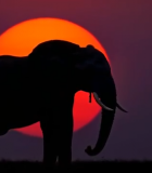 夕阳下大象剪影2854#横屏 