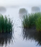 雾中湿地水草水面景象7933#横屏 