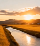 夕阳下稻田与溪流风景13690#横屏 