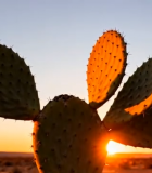 夕阳下的仙人掌特写5774#横屏 