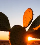 夕阳下的仙人掌特写5774#横屏 