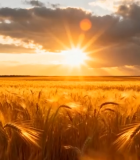 夕阳下的金色麦田景观14662#横屏 