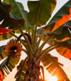 夕阳下的香蕉树与香蕉8366#横屏 