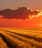 夕阳下的麦田风光6212#横屏 