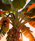 夕阳下的香蕉树与香蕉8366#横屏 