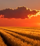 夕阳下的麦田风光6212#横屏 