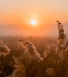 夕阳下的芦苇自然风光9180#横屏 