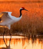 夕阳下丹顶鹤于湿地展翅309#横屏 