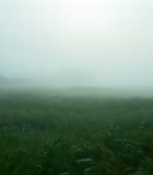 雾中草地自然风光1697#横屏 