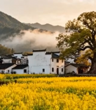 婺源油菜花田徽派建筑风景7238#横屏 