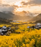 婺源油菜花梯田乡村风光5077#横屏 