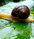 蜗牛爬行在绿叶上特写778#横屏 