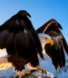 高山上展翅的白头海雕5430#横屏 