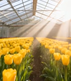 温室中盛开的黄色郁金香(1)7257#横屏 