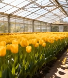 温室中盛开的黄色郁金香5615#横屏 