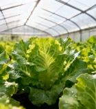 温室大棚内蔬菜种植素材11323#横屏 