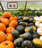 温室中堆放的多样南瓜14745#横屏 