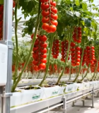 温室大棚内的番茄种植与设备11512#横屏 