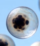 微观细胞展示素材1372#横屏 