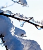 覆雪树枝与冰柱特写4628#横屏 