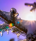 覆雪松枝特写(1)14301#横屏 