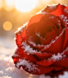 覆雪红玫瑰特写8450#横屏 