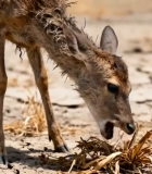 干旱环境小鹿觅食画面6888#横屏 