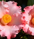 微距特写山茶花素材7936#横屏 