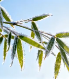 覆霜竹叶特写4208#横屏 