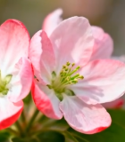 微距特写粉色海棠花10451#横屏 