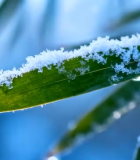 覆雪竹叶特写4168#横屏 