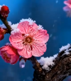 覆雪绽放的粉色梅花特写12052#横屏 