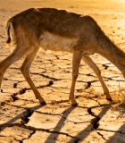 干旱土地上小鹿低头吃草474#横屏 