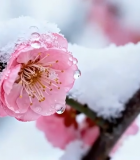 	 覆雪粉色梅花特写素材1044#横屏 