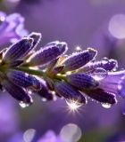 微距特写薰衣草花朵3259#横屏 